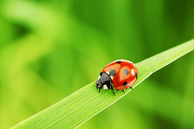 Lady bug, ladybug at Tagawa Gardens, Denver, Colorado