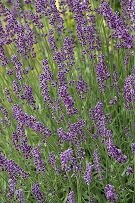 Lavender hidcote at Tagawa Gardens in Denver, Colorado