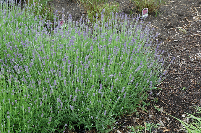 Lavender Munstead at Tagawa Gardens in Denver, Colorado