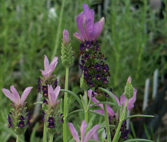 Spanish Lavender plants at Tagawa Gardens in Denver, Colorado