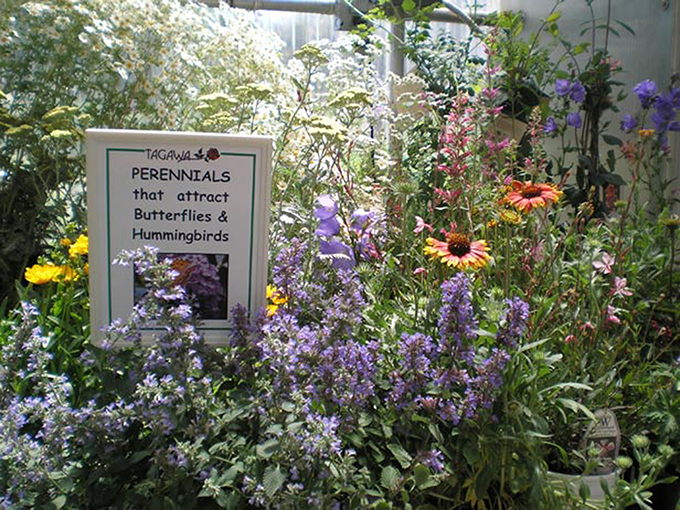 Perennials that attract butterfly, Tagawa Gardens, Denver