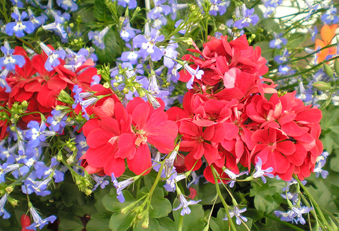 red geranium with blue white lobelia tagawa gardens denver