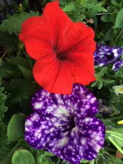 red petunia night sky petunia at tagawa gardens denver