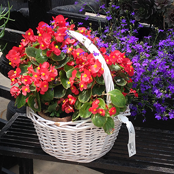 red white blue in white basket tagawa gardens denver