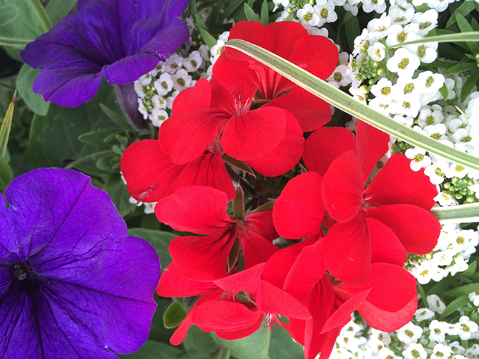 red white blue with allysum tagawa gardens denver