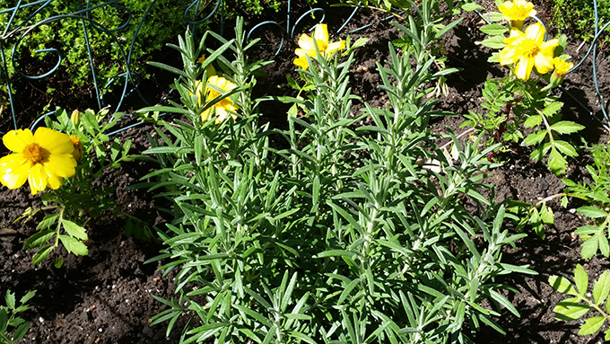 Rosemary herb plants at Tagawa Gardens in Denver, Colorado