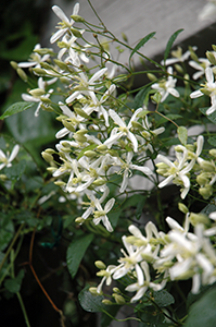 Sweet Autumn Clematis, Tagawa Gardens, Denver