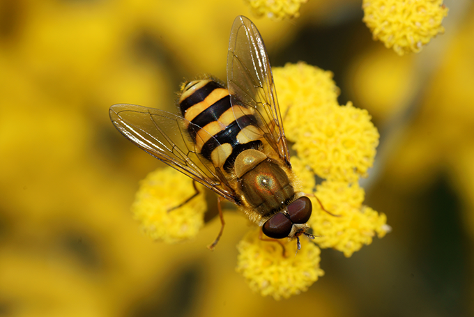 Syrphid fly insect at Tagawa Gardens Denver Colorado