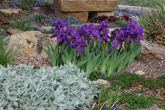 Perennial plants, Tagawa Gardens, Denver