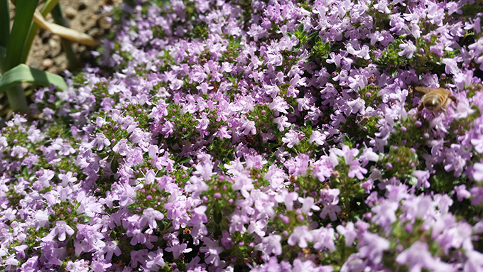 Thyme herb plants at Tagawa Gardens in Denver, Colorado