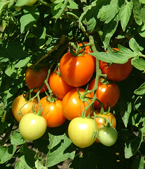 new tomatoes on vine all stages at tagawa gardens denver colorado