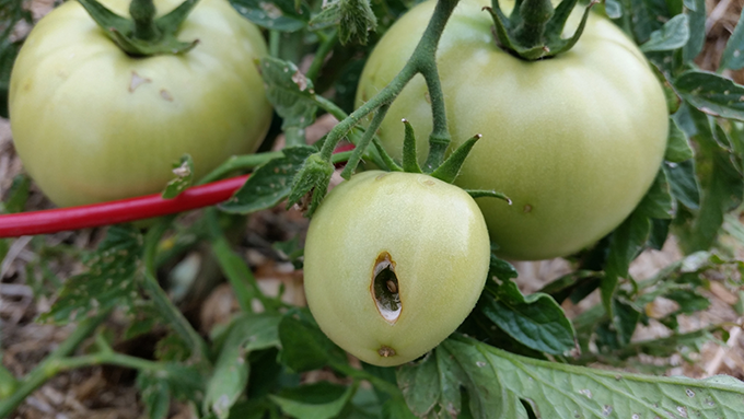 tomato bird peck example at tagawa gardens denver colorado