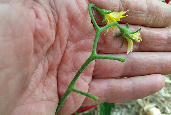 tomato blossom drop sample at tagawa gardens denver colorado