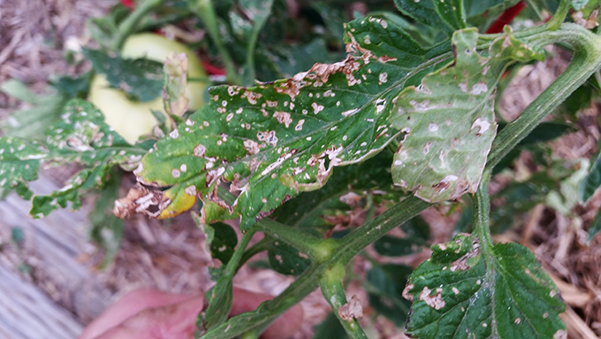 tomato flea beetles example at tagawa gardens denver colorado