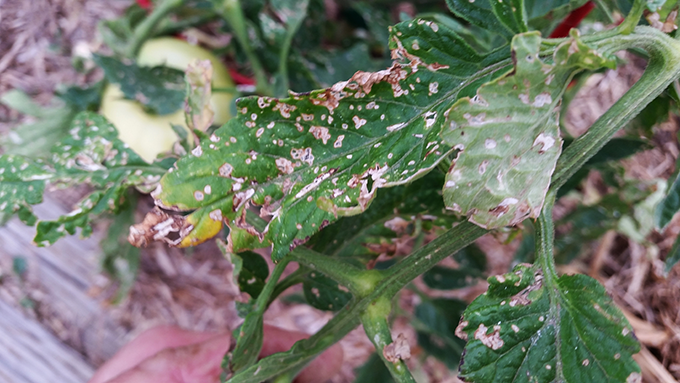 Help! My Tomatoes Aren't Cooperating! - Tagawa Gardens