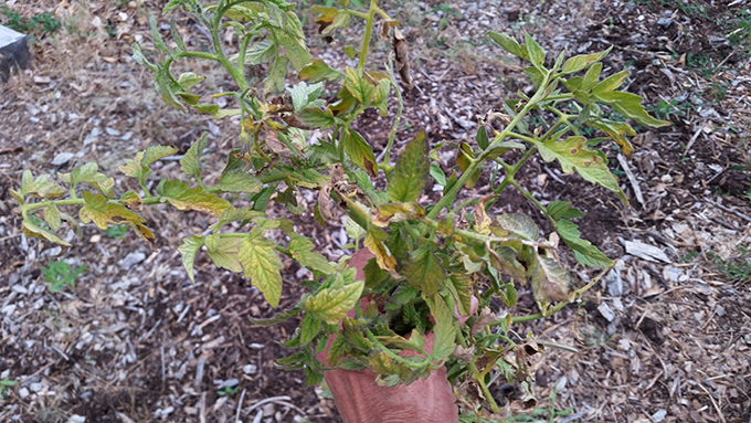 unidentified tomato virus or disease at tagawa gardens denver colorado