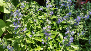 blue mist with bee at tagawa gardens denver