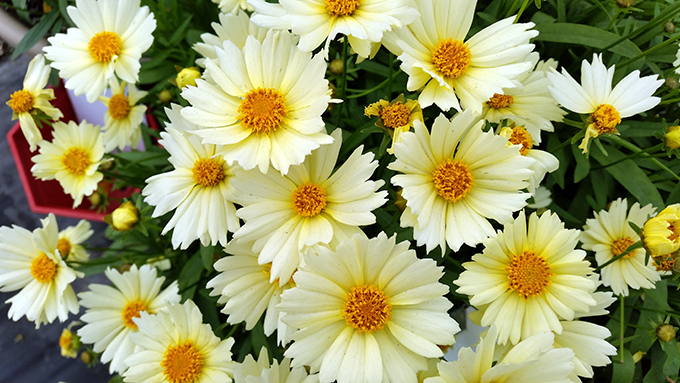 coreopsis uptick at tagawa gardens denver