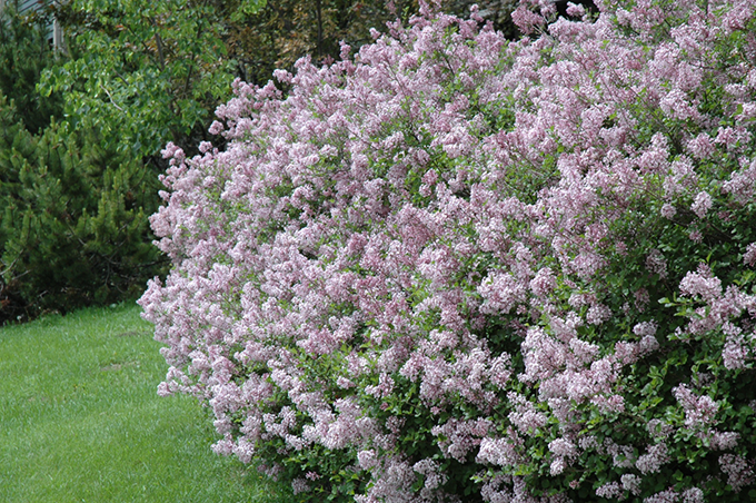 dwarf korean liliac at tagawa gardens denver