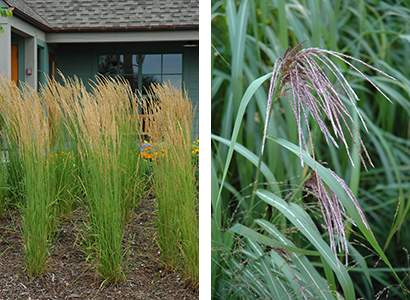 ornamental grass miscanthus and karl forrester tagawa gardens denver