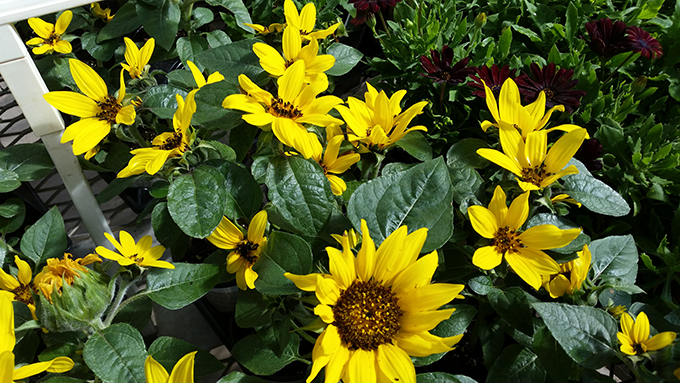 fall-container-gardens-at-tagawa-gardens-denver