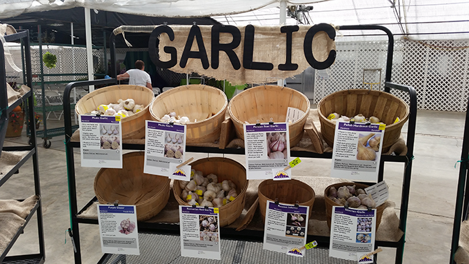garlic-display-hardneck-at-tagawa-gardens-denver