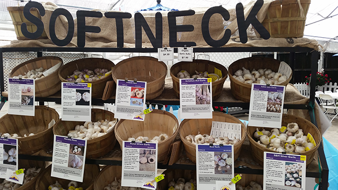 garlic-display-softneck-at-tagawa-gardens-denver