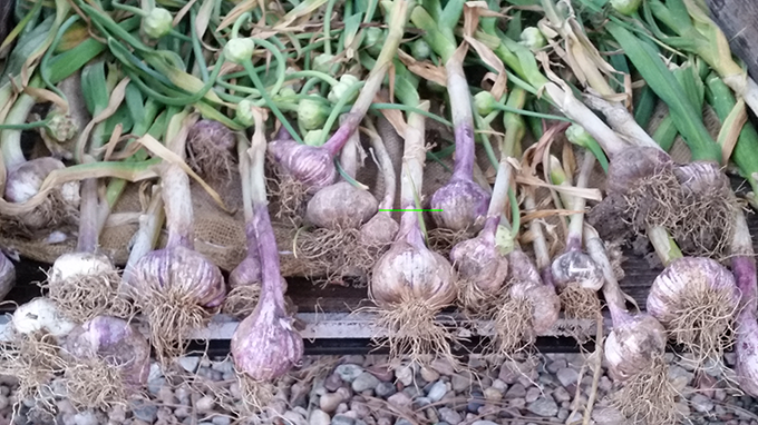 garlic-harvested-at-tagawa-gardens-denver