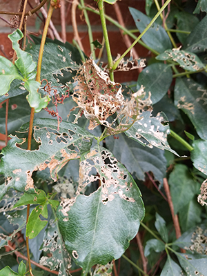 japanese beetle damage close up virginia creeper at Tagawa Gardens Denver