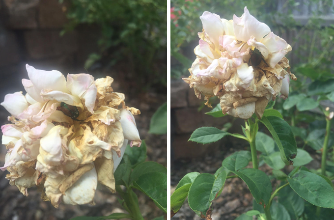 japanese beetle on roses at Tagawa Gardens Denver