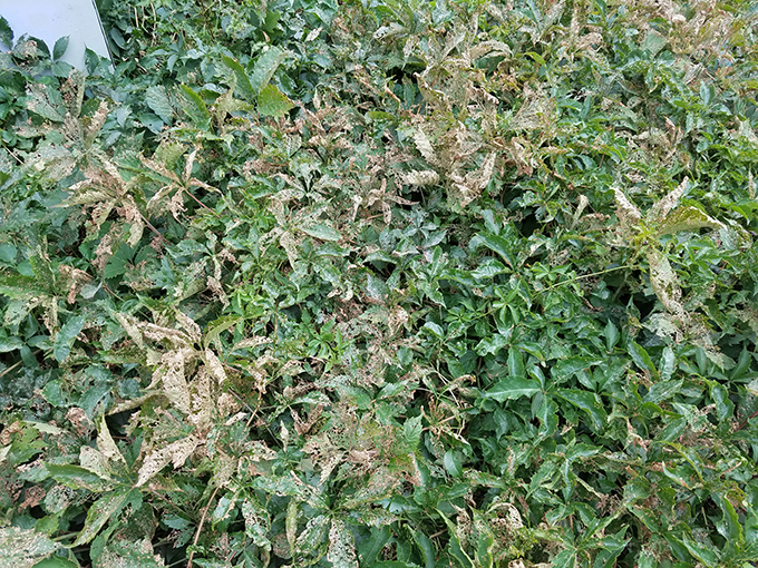 virginia creeper with japanese beetle damage at Tagawa Gardens Denver