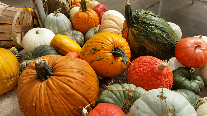 mixed-gourds-and-pumpkins-with-luan-akin-at-tagawa-gardens-denver