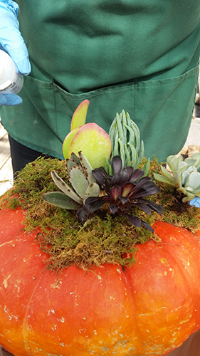 pumpkins-and-succelents-step-3-at-tagawa-gardens-denver