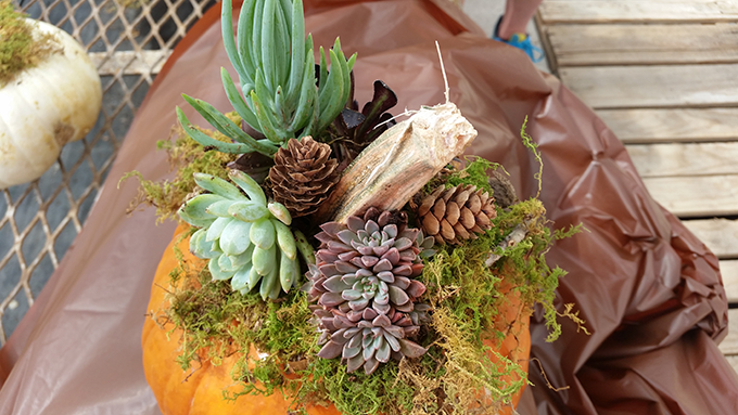 pumpkins-and-succelents-with-stem-at-tagawa-gardens-denver