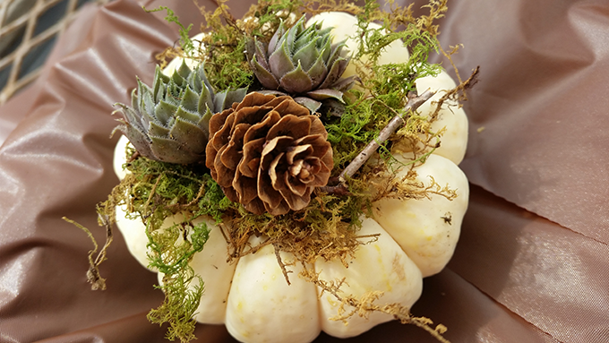 tiny-pumpkins-with-succulents-at-tagawa-gardens-denver