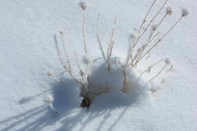 grass-clump-with-snow-at-tagawa-gardens-denver
