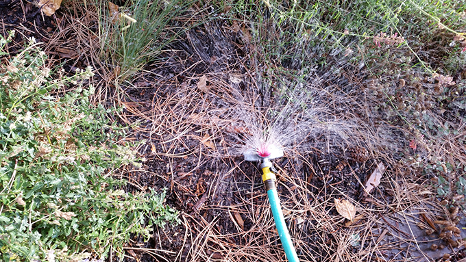 small-sprinkler-winter-watering-at-tagawa-gardens-denver