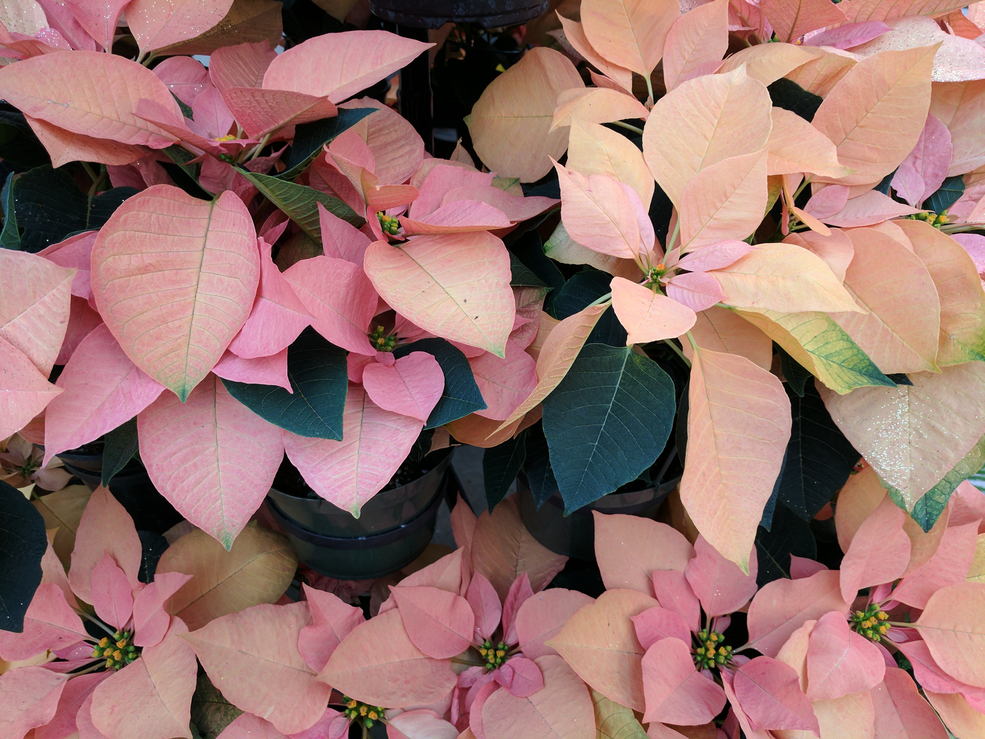 poinsettia-autumn-leaves