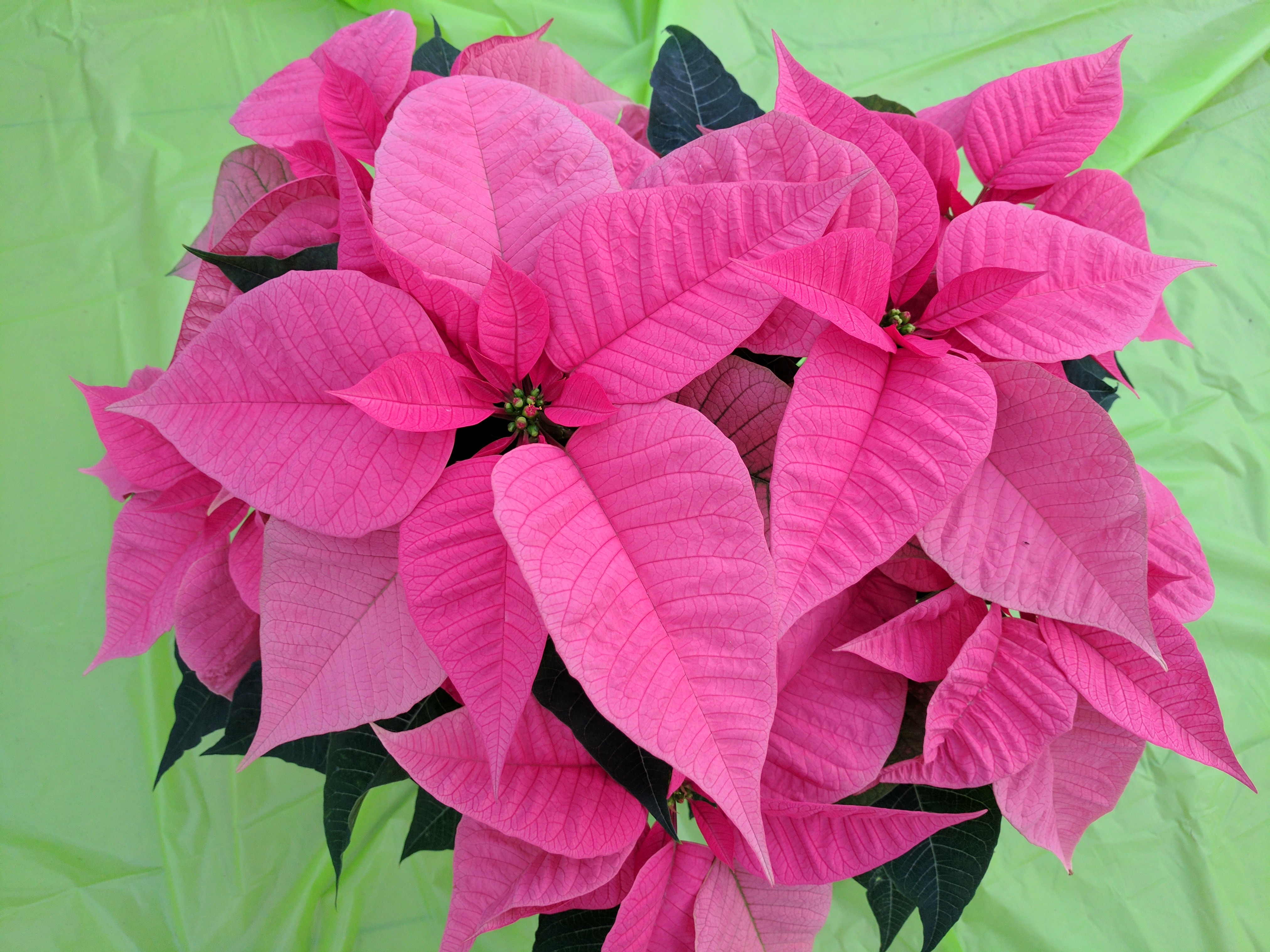 poinsettia-enduring-pink-2