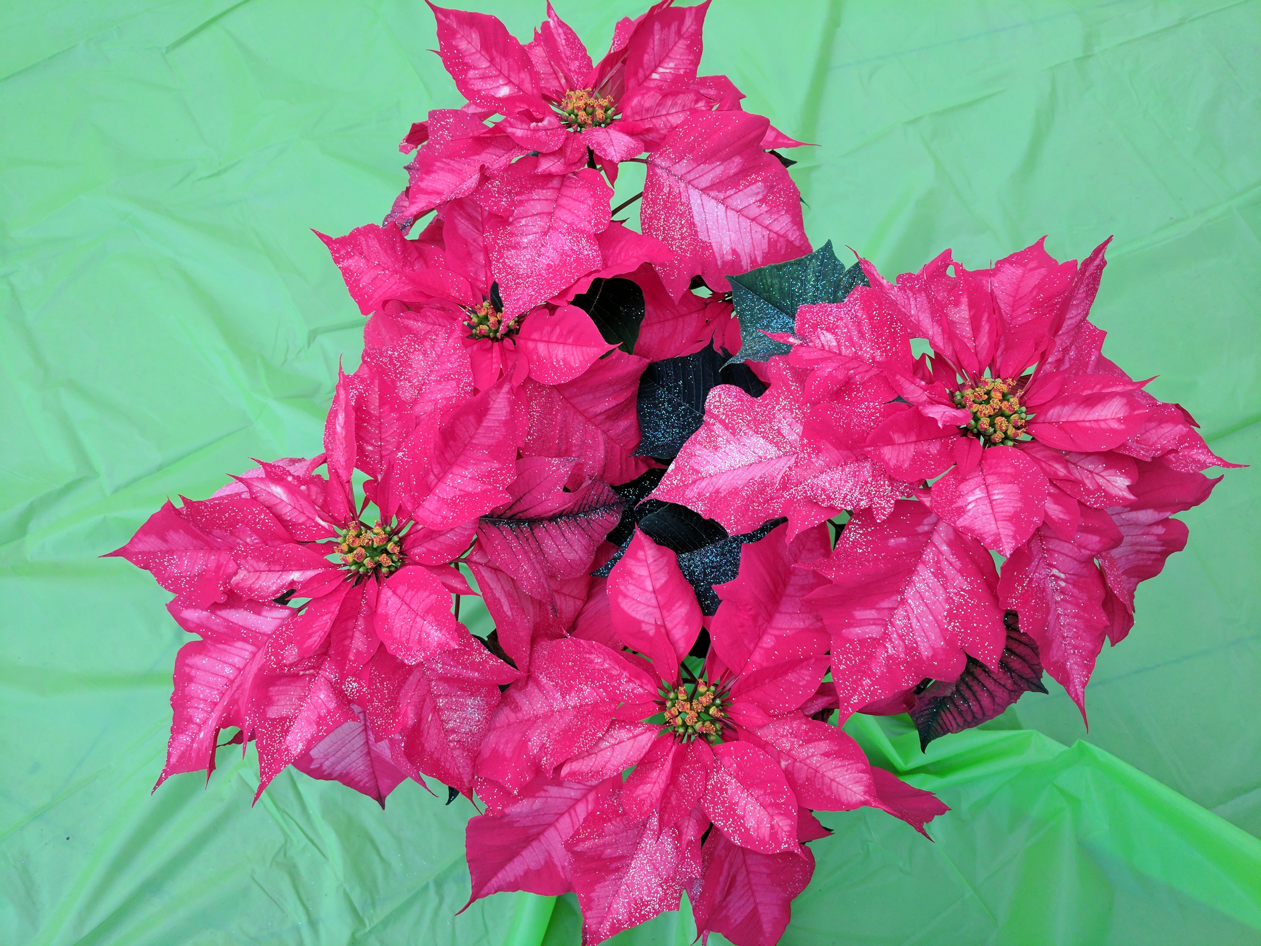 poinsettia-ice-punch