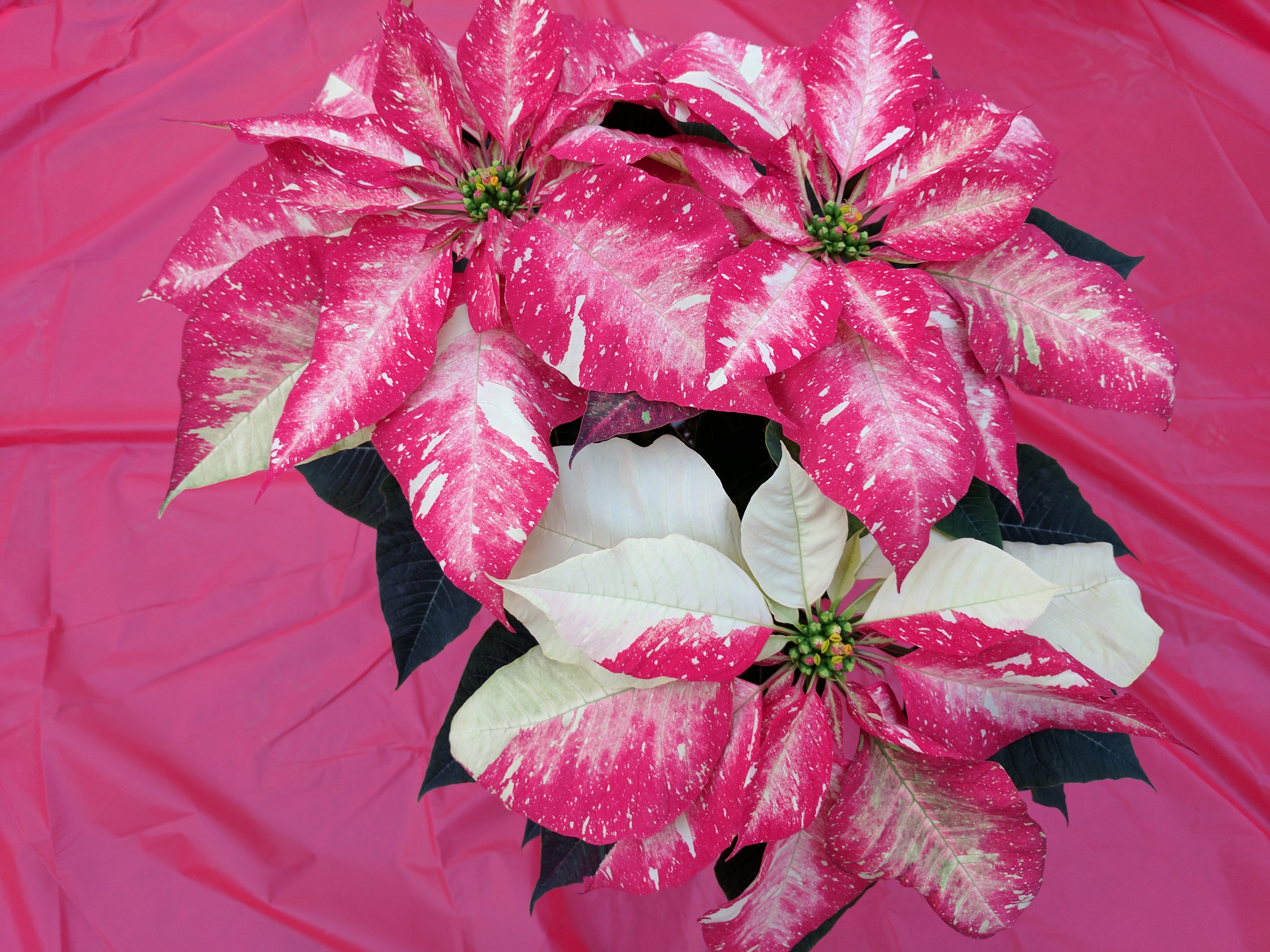 poinsettia-jingle-bell-rock