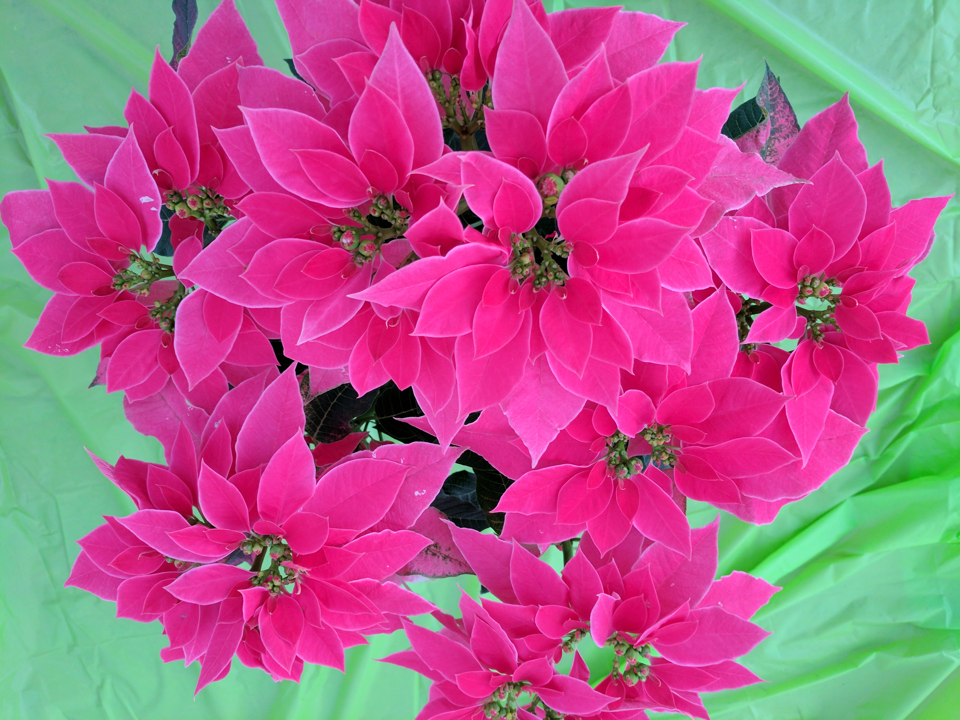 poinsettia-luv-u-hot-pink