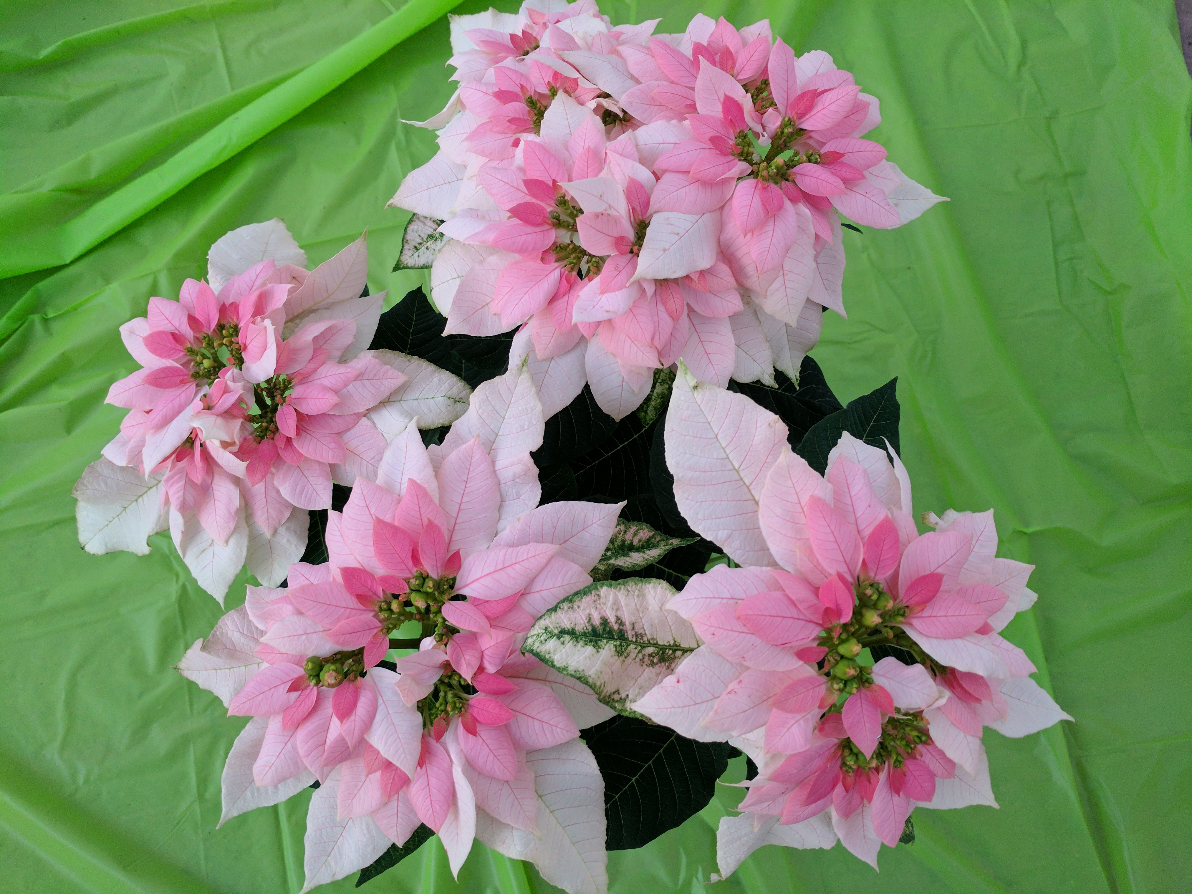 poinsettia-luv-u-soft-pink