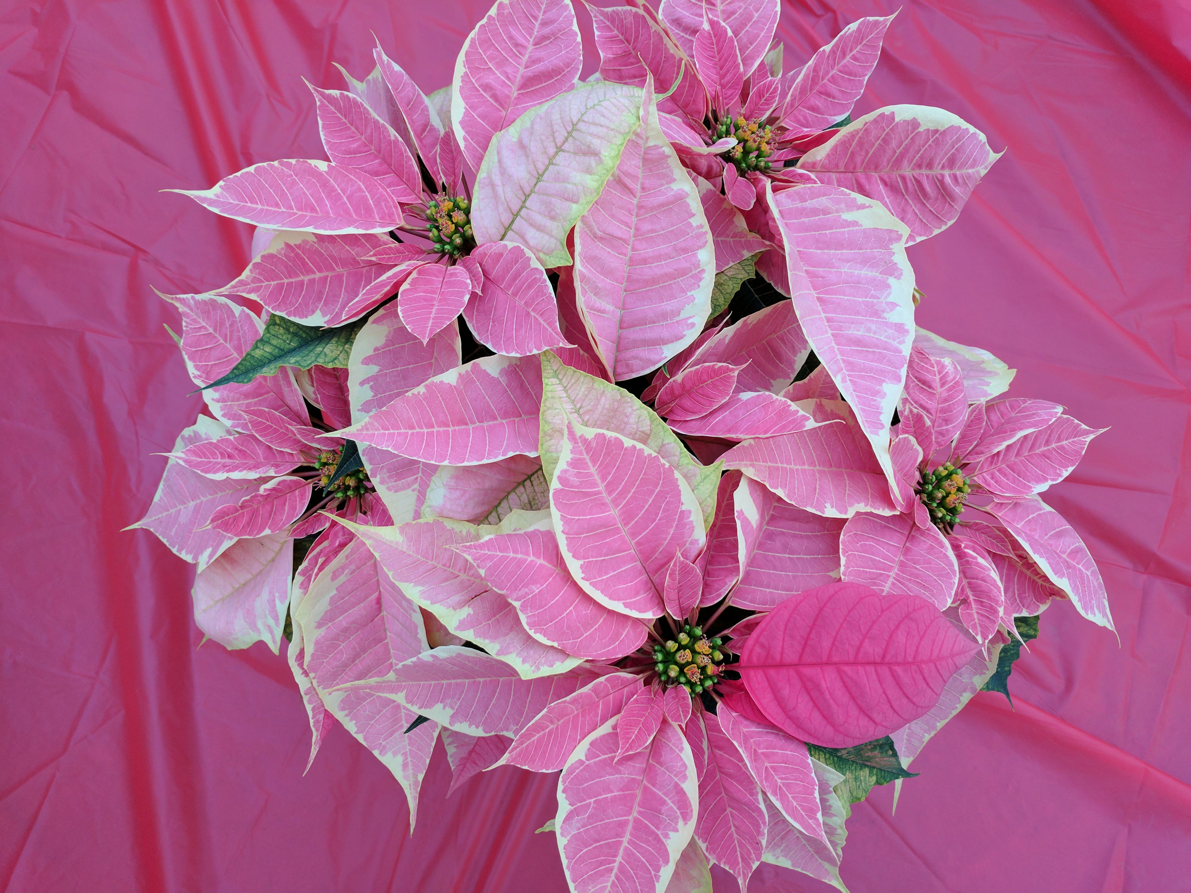 poinsettia-marbela