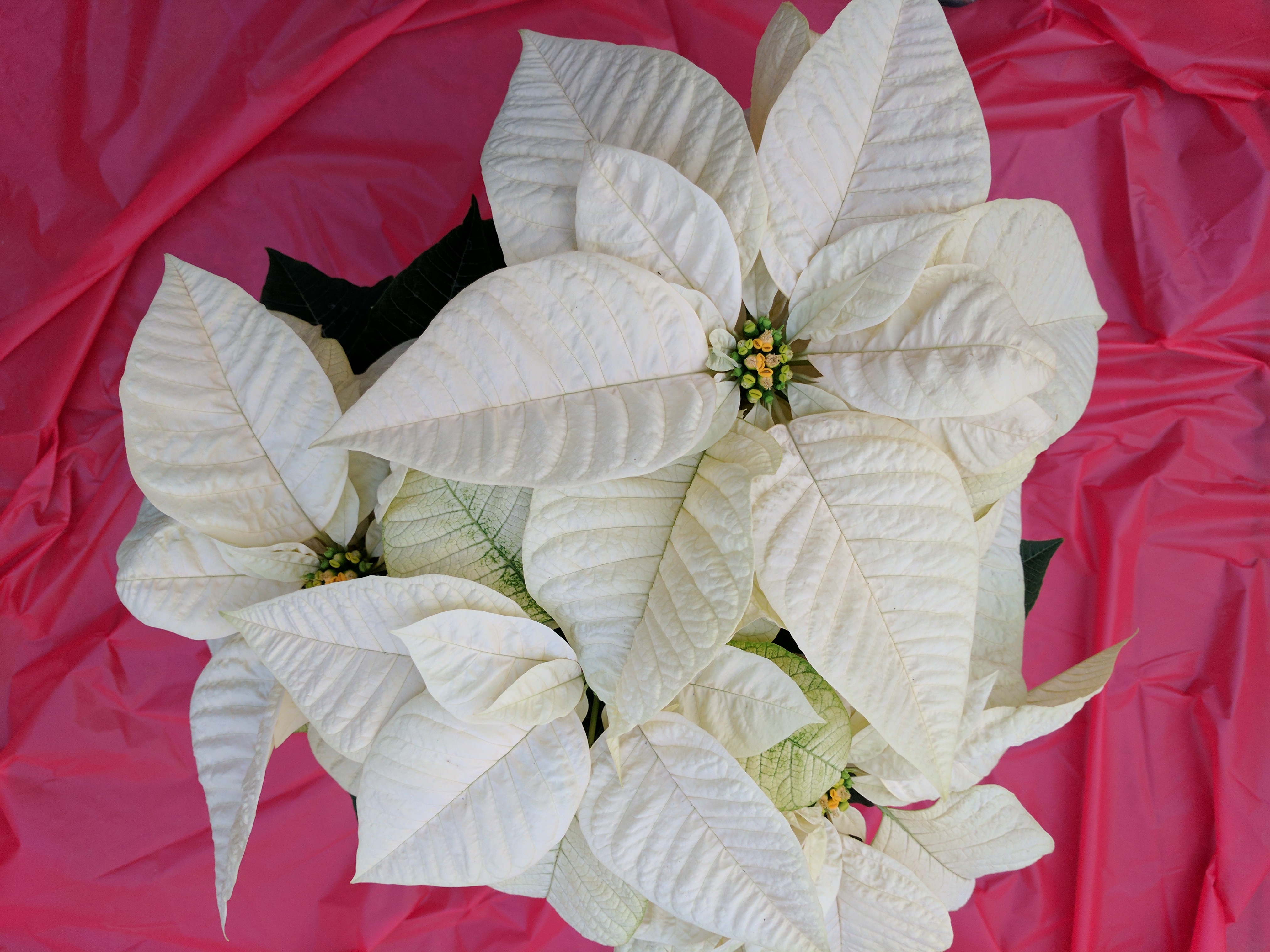 poinsettia-whitestar