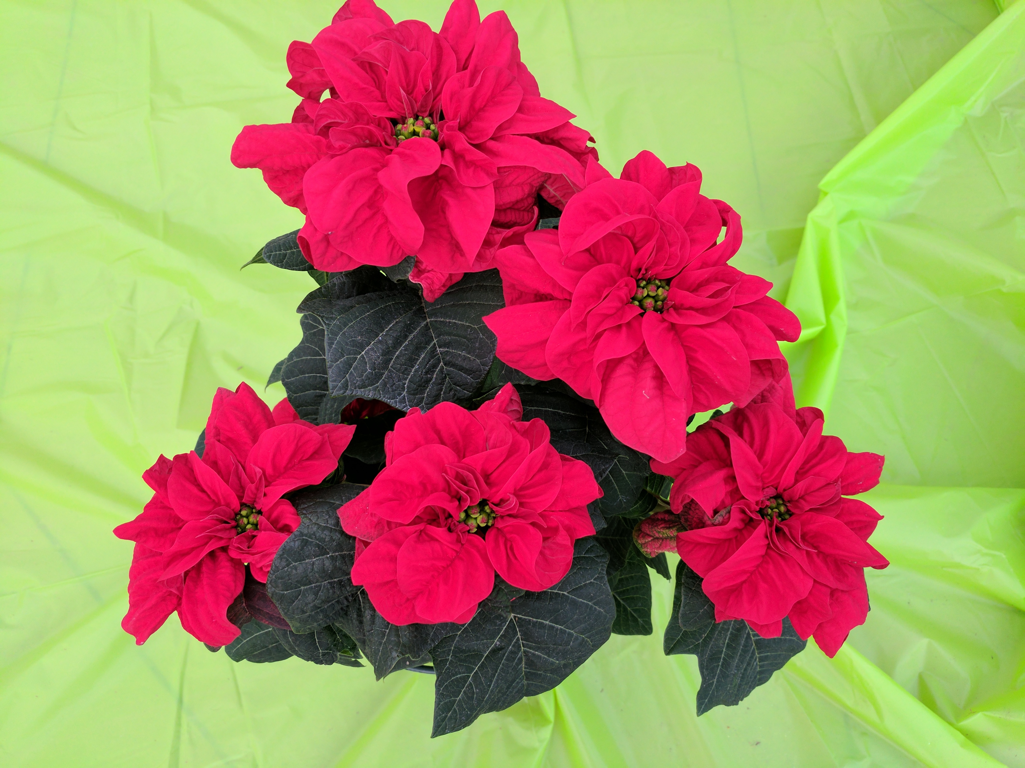 poinsettia-winter-rose-red