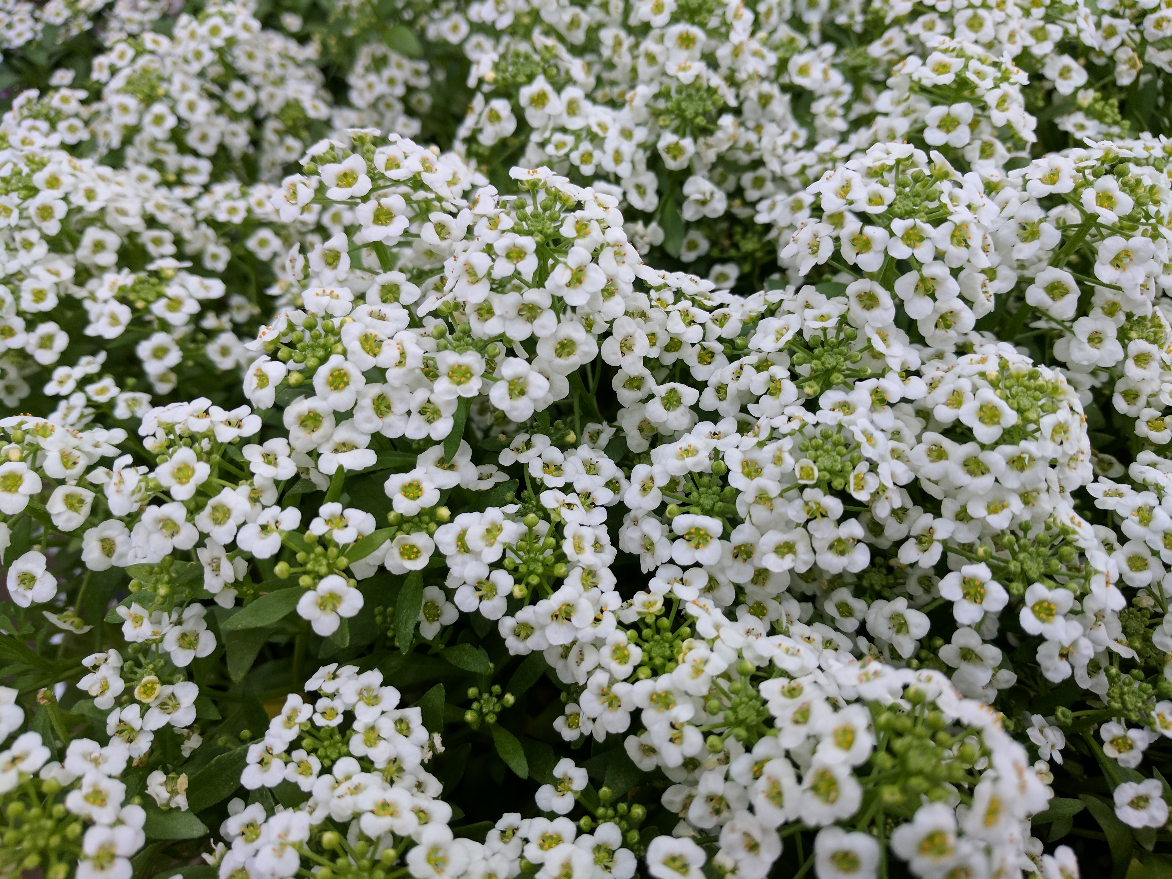 ALYSSUM