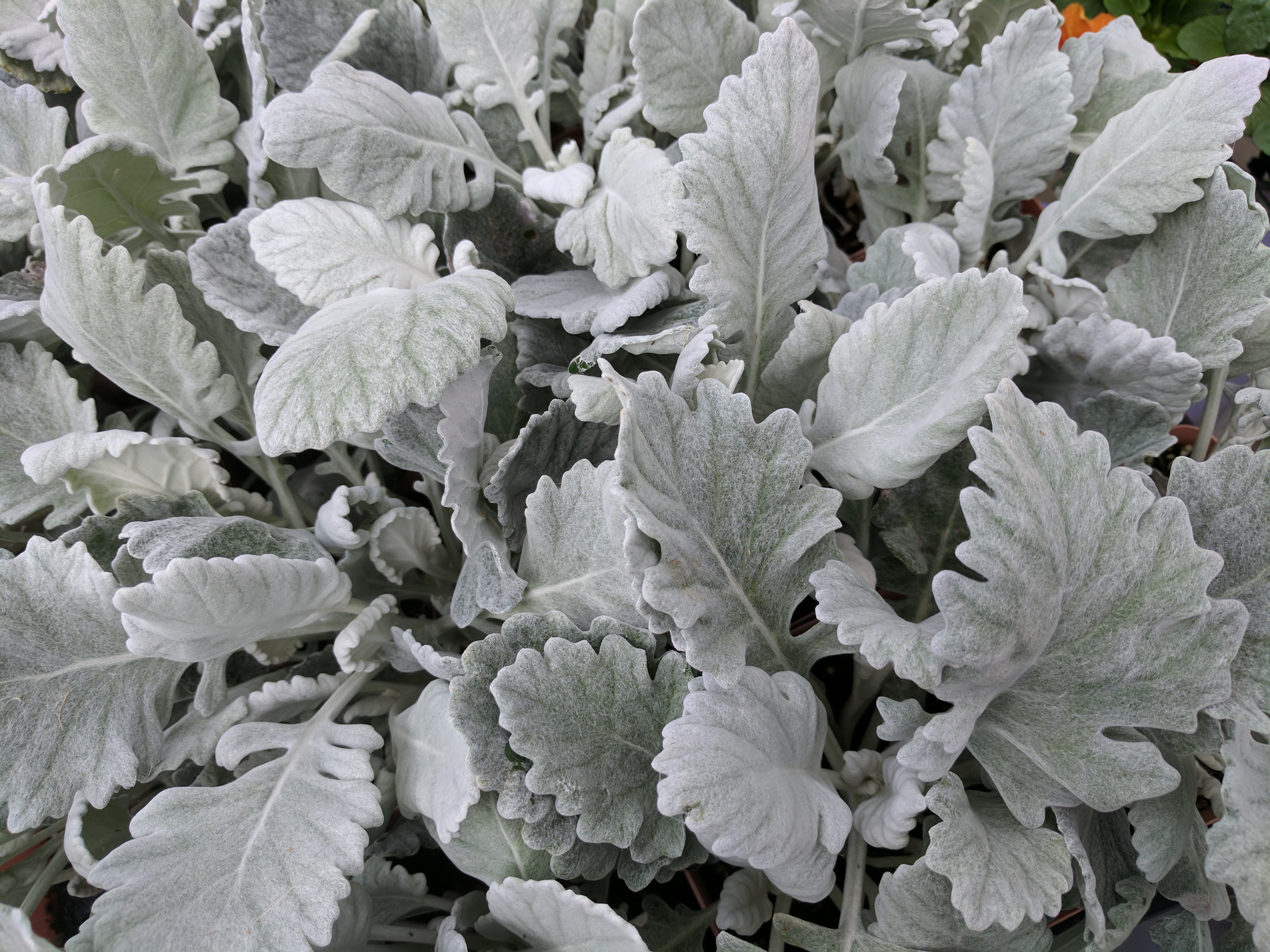 DUSTY MILLER