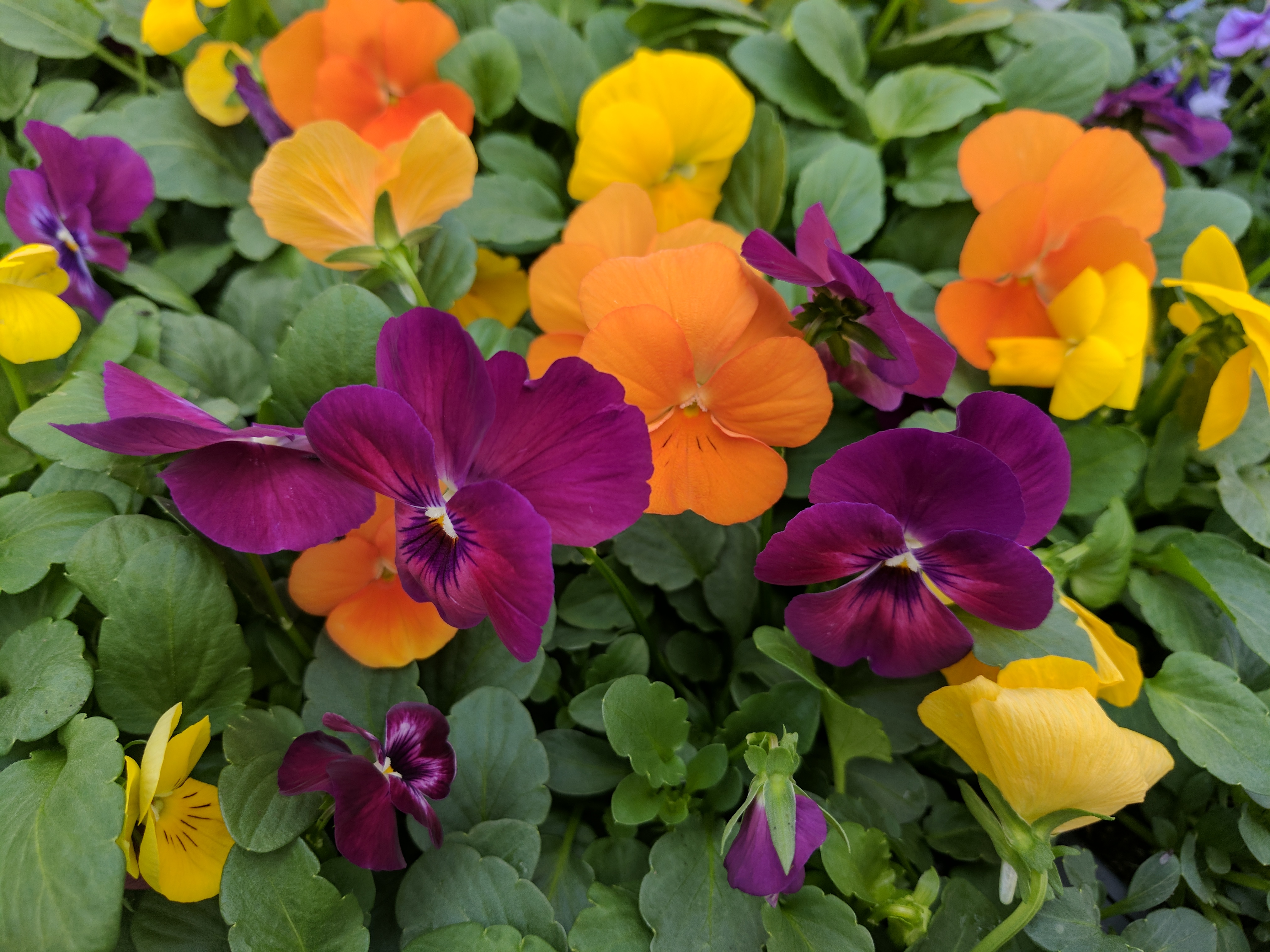 PANSIES, PURPLE AND GOLD