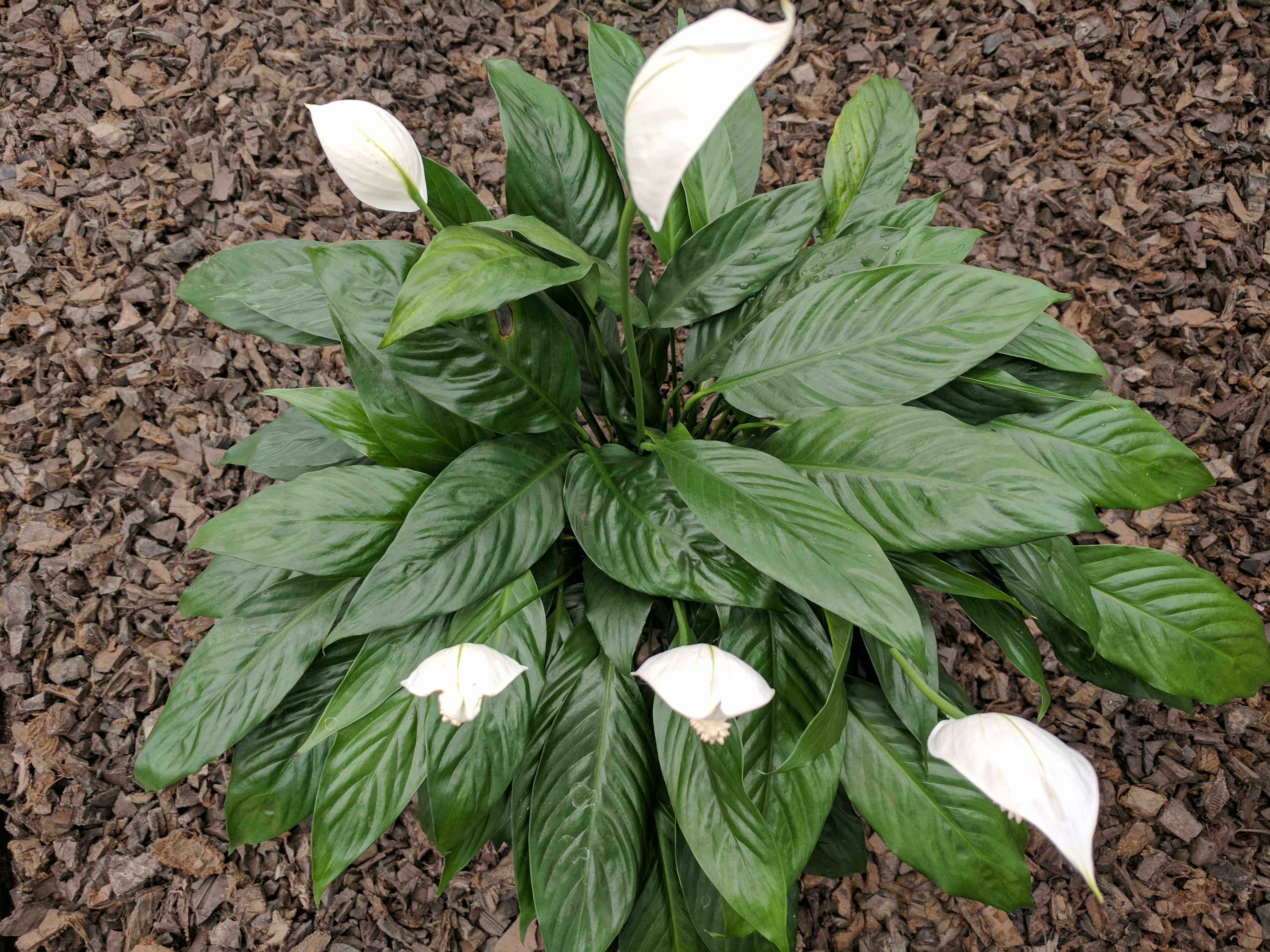 PEACE LILY, WS (2)